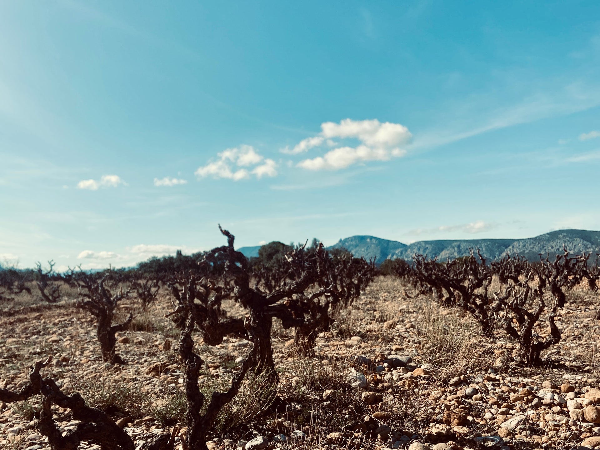 vines in cotes catalanes